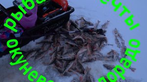 РЫБАЛКА МЕЧТЫ.Попал на раздачу мордатых окуней