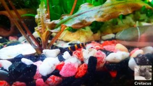 Аквариум-озеро с гуппи, красивые кадры