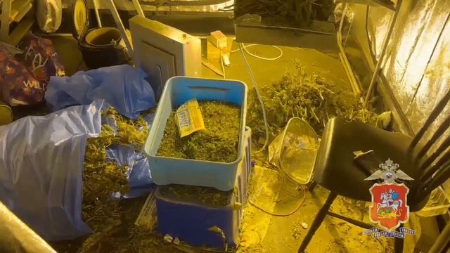 Полицейские в Электростали задержали местного жителя, подозреваемого в сбыте конопли смотреть онлайн