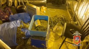 Полицейские в Электростали задержали местного жителя, подозреваемого в сбыте конопли