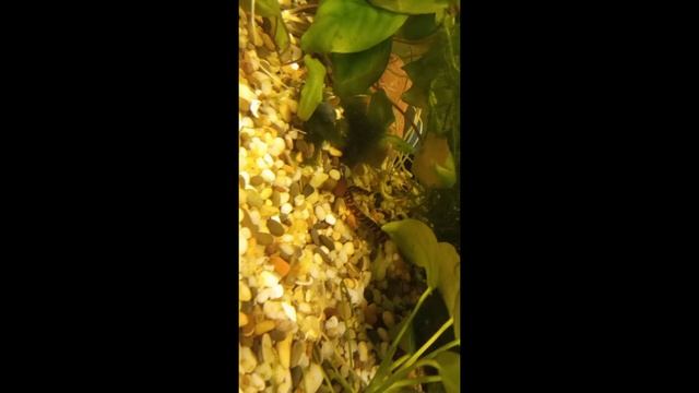 Расключка двухместной колодки Пересвет смотреть онлайн