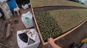 Первая стартовая подкормка томатов секреты успешного роста