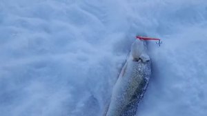 Минус 22, новый рекорд по рыбалке в мороз! Нура в декабре 2025