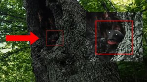 Страшные видео! В Лесу появились страшные существа криптид