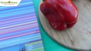 Наш шикарный урожай сладких и острых перцев!