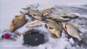 Как и в каких местах водоёма зимой можно поймать Обыкновенного леща — Abramis brama (Linnaeus, 1758)