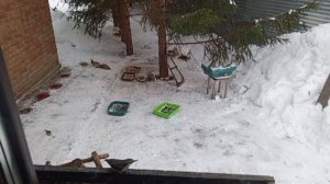 все радуются тёплому утру