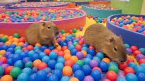 РАЗВЛЕКАТЕЛЬНОЕ ВИДЕО ДЛЯ ДЕТЕЙ