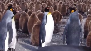 У каждого своя точка зрения!!! 🏔️🐧🕵️😉