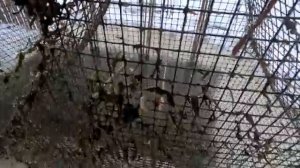 Проверка морд. Язь, окунь, чебак, сорога, щука, каждой твари по паре.