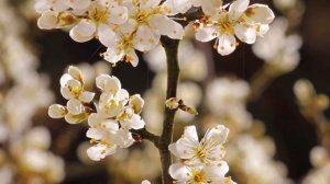 С Новым годом всех вас! И эти прекрасные виды цветущих роз ❤️❤️