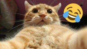 СМЕШНО ДО СЛЕЗ 😹😍 ЖИЗНЬ КОТА ОТ ПЕРВОГО ЛИЦА 😸 РЕАЛЬНРЫЙ ДЕНЬ КОТА