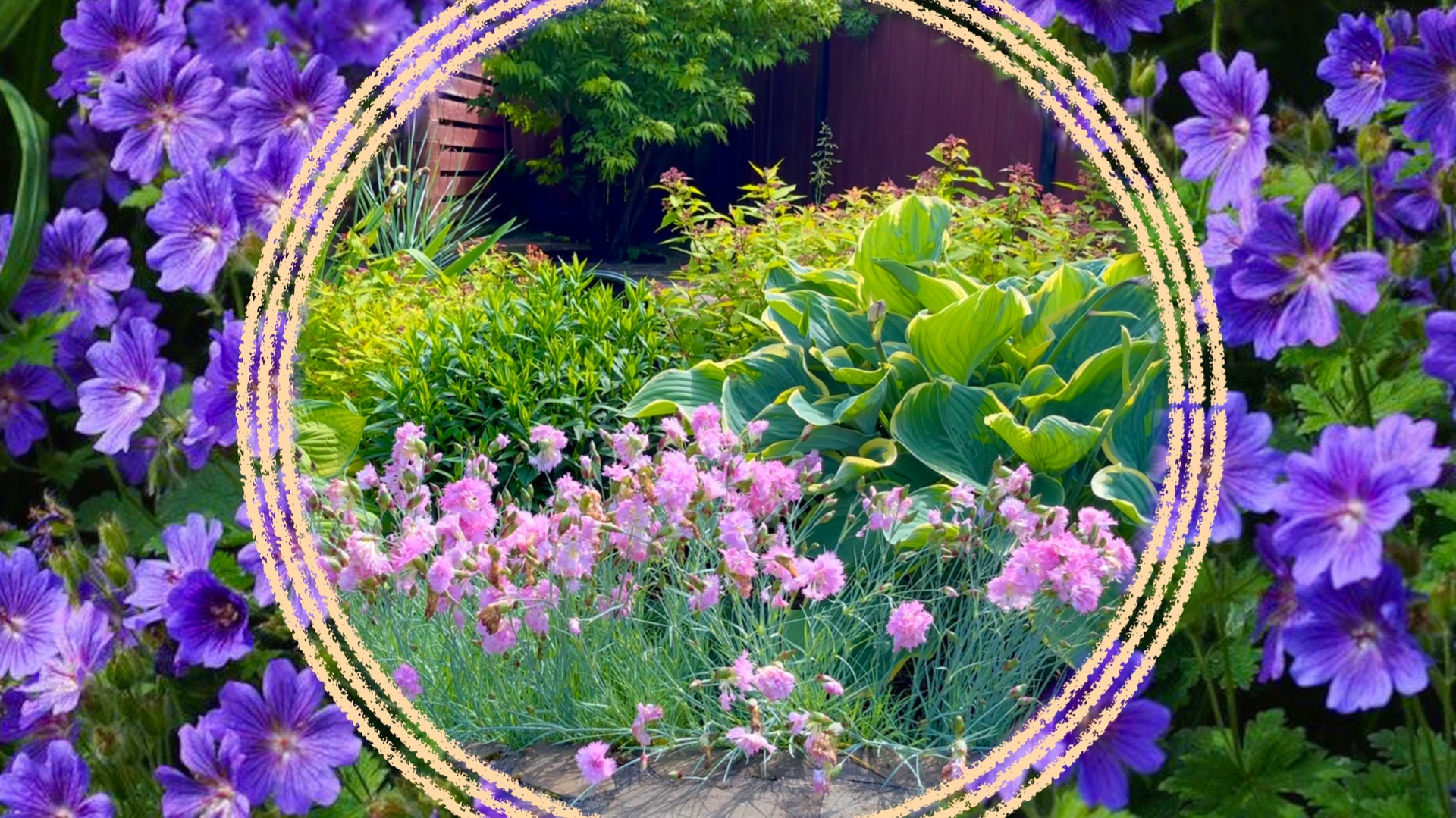 Растения для солнечных цветников. Продолжение. смотреть онлайн