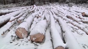 Предприниматель, разоривший совхоз, перевел леса в землю сельхозназначения и начал их уничтожать