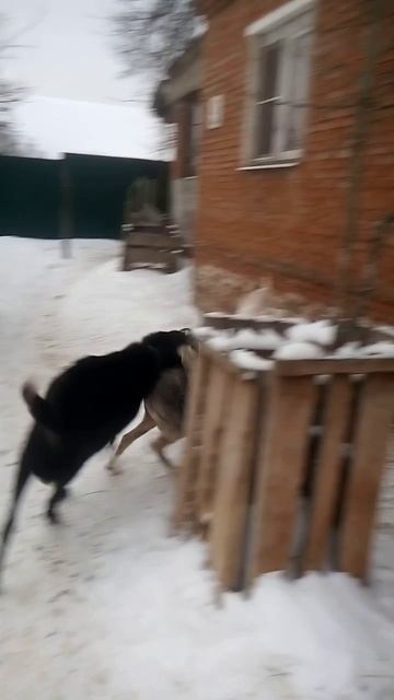 Козёл наводит порядок