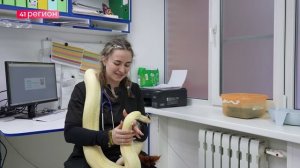 В УХОДЯЩЕМ 2025 ГОДУ ЗМЕИ ПИТОН ВАСИЛИСК ПРИНЁС СВОЕЙ ХОЗЯЙКЕ УДАЧУ • НОВОСТИ КАМЧАТКИ