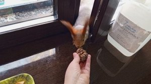 всё спокойно в вольном зоопарке