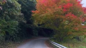 Вика (Тори-чан) Япония - Новая работа и осенние будни 29.12.2025