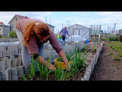 Срезаю Батун / Высаживаю Растишки/Купила Гортензии / смотреть онлайн