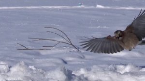 С Наступающим Новым Годом 2026!