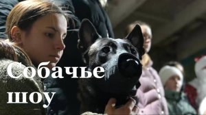 В Луганске состоялось кинологическое новогоднее шоу