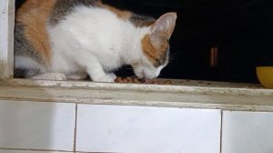 Ушастика в гости пришла