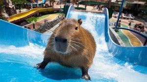 РАЗВЛЕКАТЕЛЬНОЕ ВИДЕО ДЛЯ ДЕТЕЙ