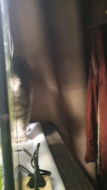 Shorts  Охранник  Пост