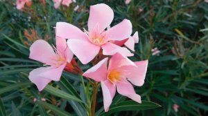 ВИДЕО  ПВН  ББ   (1535)