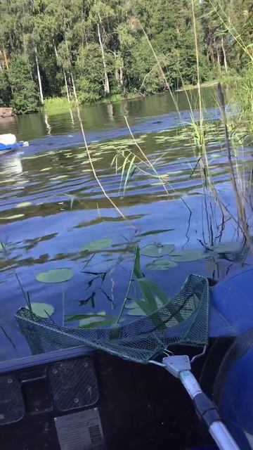 Ленобласть. Хвойное. 25.07.2024. Турпоход на байдарках по Вуоксе против течения к поселку Мельниково