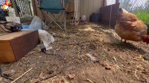 Любовь птицевода к Курочкам 🐥🐔🥚 Нежное видео 🐓 Версия (100)