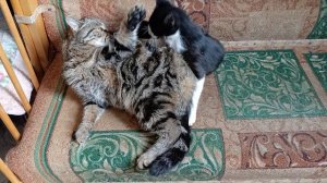 Мы проснулись зарядка