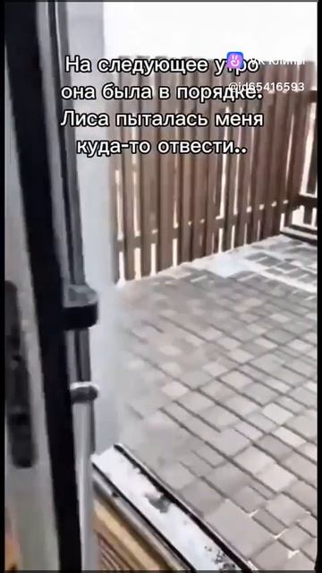 A story about animals 🦊 смотреть онлайн