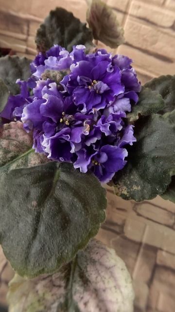 Фиалка ПТ-Гензель 1 12 25г