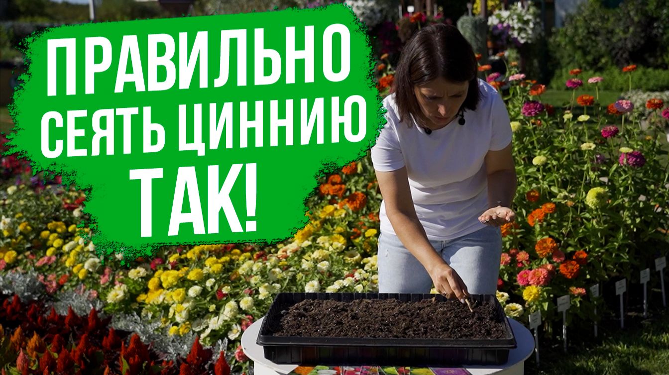 Посев семян циннии на рассаду 2 способами. смотреть онлайн
