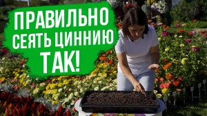 Посев семян циннии на рассаду 2 способами.