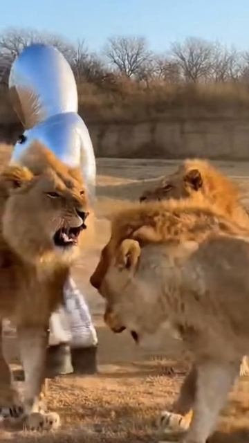 #shorts стая львов смотреть онлайн