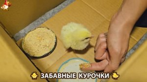 Забавные курочки несушки на сельском подворье 🤗😂😜 (66)