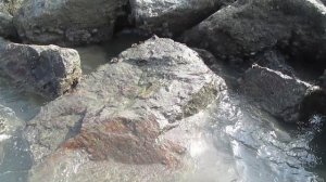 Фуджейра  море крабики