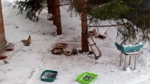 Добрый вольный зоопарк во вторник