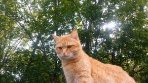 Три кота и одна кошечка