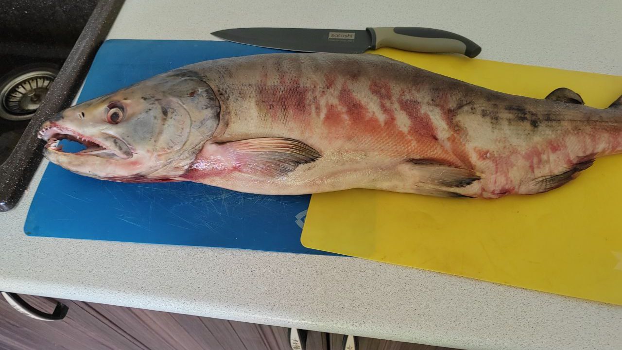 Кета | Чистим рыбу | Жарим кету | Двое дома смотреть онлайн