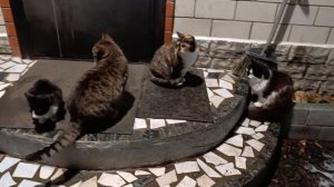 Ночная прогулка