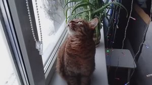 Маська у окна/Самый лучший кошачий телевизор/Живу свою жизнь/Жизнь в провинции/Россия/