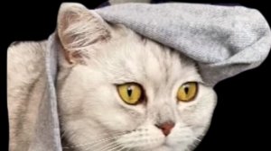 Канал "BasicChad"