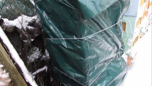 пчелы в декабре, контроль зимовки, часть 2 , 31.12.2025