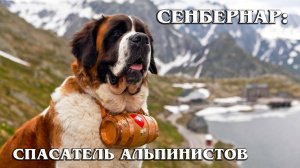 Сенбернар: Лучший Спасатель | Интересные факты про сенбернаров
