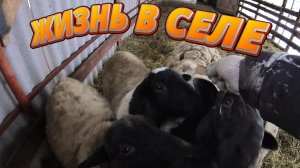 ЖДУ ПОПОЛНЕНИЯ!! УБИРАЕМ ВСЁ ДО ЛЕТА!! ЖИЗНЬ В СЕЛЕ