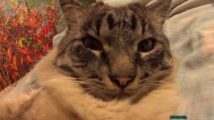 Кот Василий играем /Aleksei924