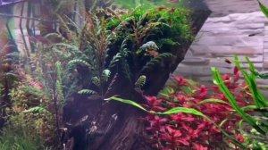 С наступающим мой аквариум ❄️